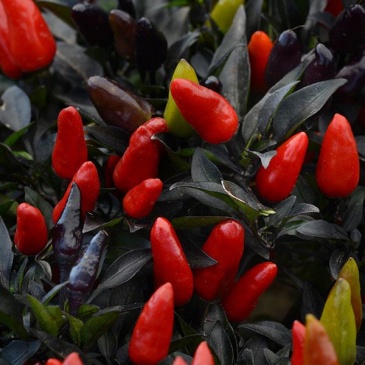 Перец летний (Capsicum annuum)