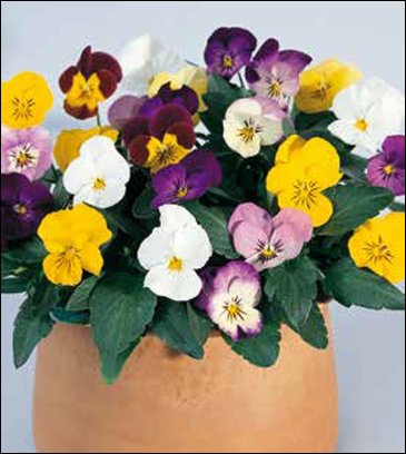 Виола рогатая (Viola cornuta)