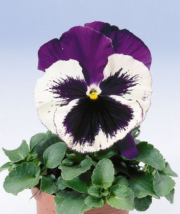 Виола Виттрока (Viola wittrockiana)