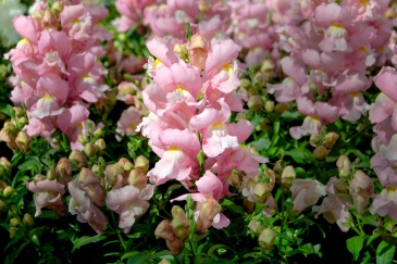 Львиный зев (Антирринум) большой (Antirrhinum majus)