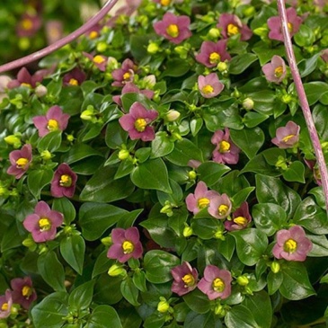 Экзакум (Exacum affine)