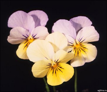 Виола рогатая (Viola cornuta)