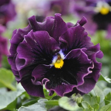 Виола виттрока махровая (Viola wittrockiana)