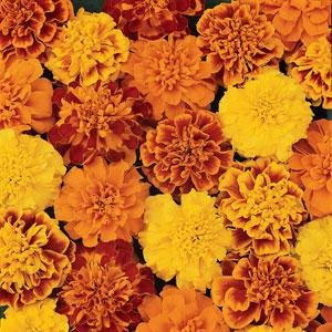 Бархатцы отклоненные (Tagetes patula) Бархатцы отклоненные (Tagetes patula)