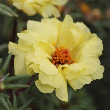Портулак крупноцветковый (Portulaca grandiflora)