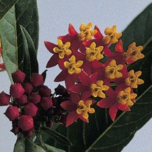 Ваточник курассавский (Asclepias curassavica)