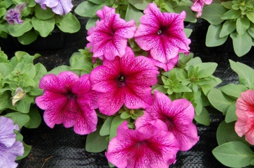 Петуния крупноцветковая (генетически компактная) (Petunia grandiflora)