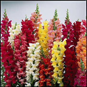 Львиный зев (Антирринум) большой (Antirrhinum majus)