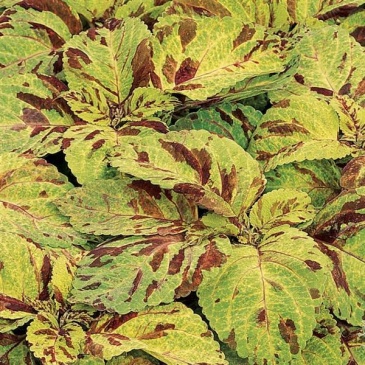 Колеус гибридный (Coleus х hybrida)