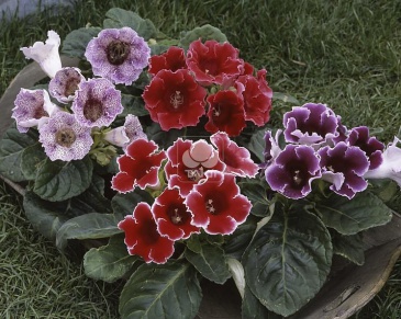 Глоксиния гибридная (Sinningia hybrida)