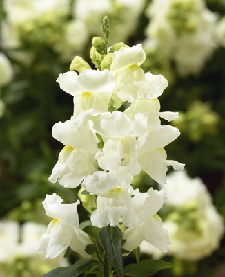 Львиный зев (Антирринум) большой (Antirrhinum majus)