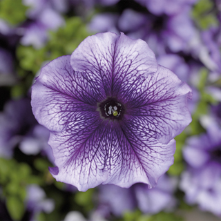 Петуния крупноцветковая (Petunia grandiflora)