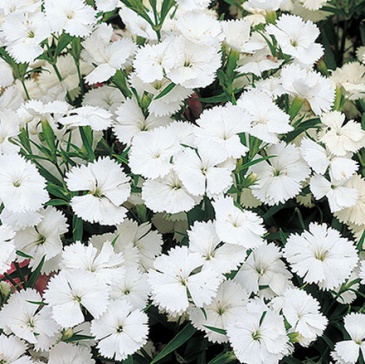 Гвоздика китайская х турецкая (Dianthus chinensis x barbatus)