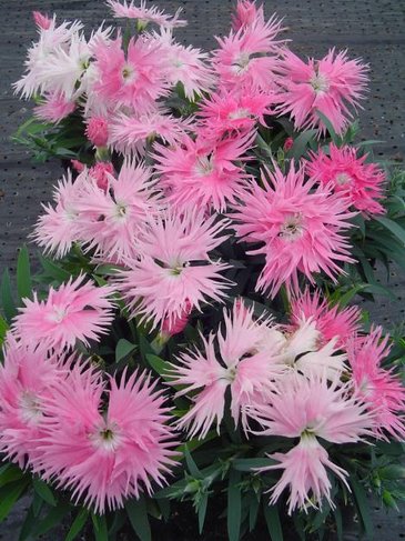 Гвоздика гибридная (Dianthus interspecific)
