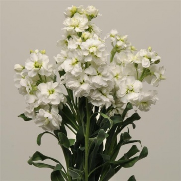 Левкой седой (Matthiola incana) Левкой седой (Matthiola incana)