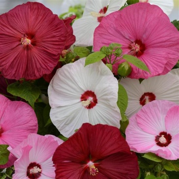 Гибискус мускусный (Hibiscus moscheutos)