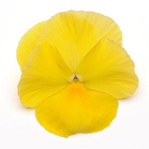 Виола виттрока (Viola wittrockiana)