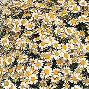 Пиретрум девичий (Tanacetum parthenium)