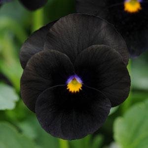 Виола рогатая (Viola cornuta)