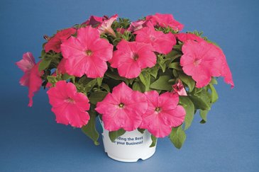 Петуния многоцветковая (Petunia multiflora)