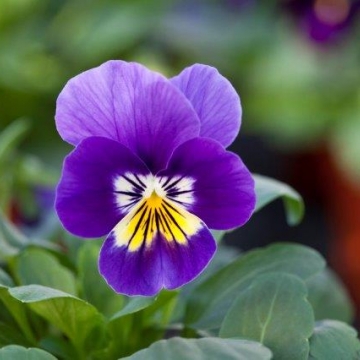 Виола рогатая (Viola cornuta)