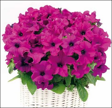 Петуния ампельная гибридная (Petunia x hybrida)