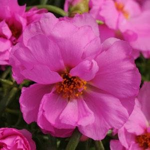 Портулак крупноцветковый (Portulaca grandiflora)
