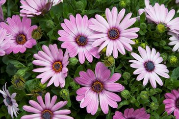 Остеоспермум Эклона (Osteospermum eclonis)