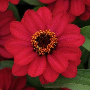 Цинния мариландская (Zinnia marylandica)