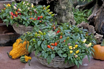 Перец летний (Capsicum annuum)