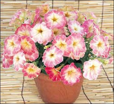 Петуния крупноцветковая гофрированная (Petunia grandiflora)