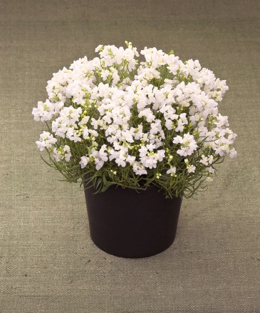 Льнянка марокканская (Linaria maroccana)