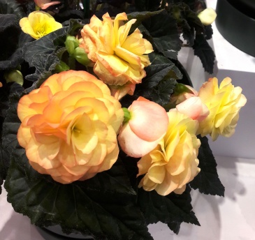 Бегония клубневая махровая (Begonia tuberhybrida)