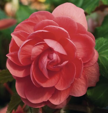 Бегония клубневая махровая ампельная (Begonia tuberhybrida)