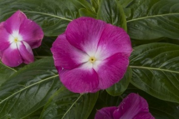Катарантус розовый (Vinca rosea)