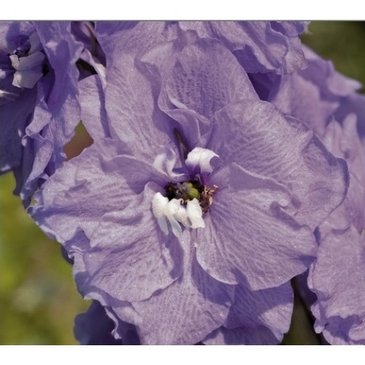 Дельфиниум гибридный (Delphinium hybrida)