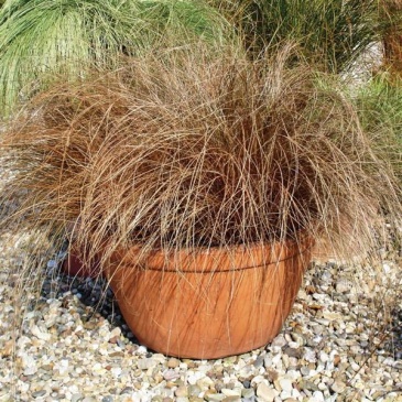 Осока власовидная (Carex comans)