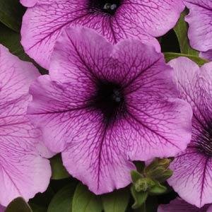 Петуния ампельная гибридная (Petunia х hybrida)