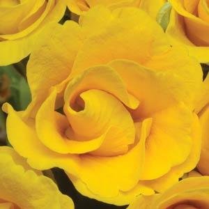 Примула бесстебельная (Primula acaulis)