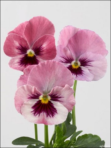 Виола гибридная (Viola wittrockiana x cornuta)