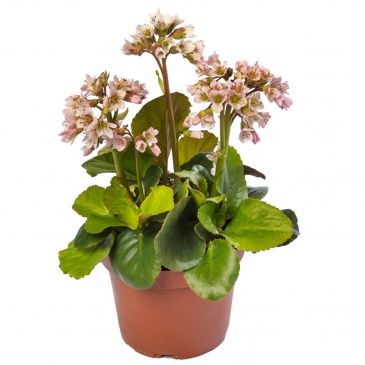 Бадан сердцелистный (Bergenia cordifolia)