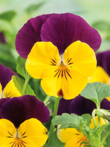 Виола рогатая (Viola cornuta)