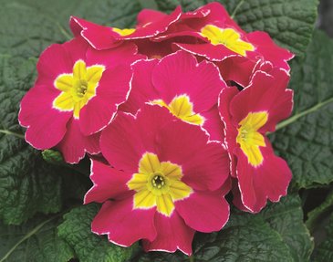 Примула бесстебельная (Primula acaulis)