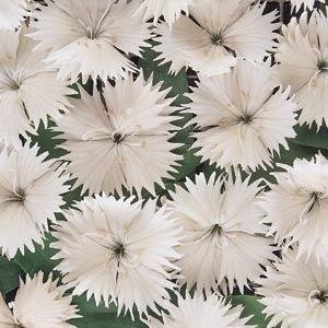 Гвоздика китайская х турецкая (Dianthus chinensis  x barbatus)
