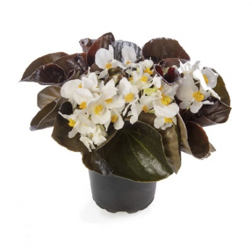 Бегония гибридная (бронзовая листва) (Begonia hybrida)