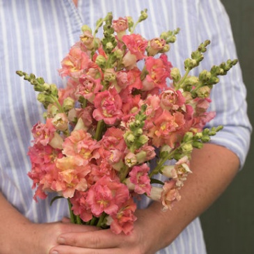 Львиный зев (Антирринум) махровый (Antirrhinum majus)