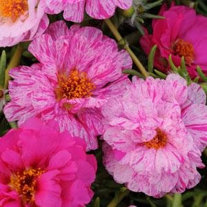 Портулак крупноцветковый (Portulaca grandiflora)