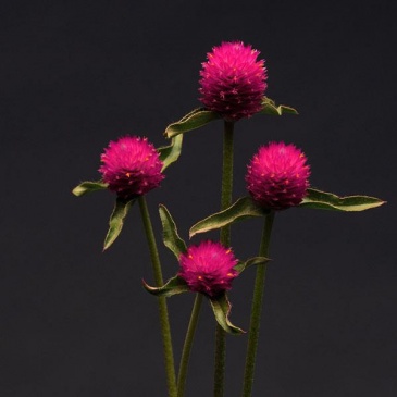 Гомфрена Хаге (Gomphrena haageana)