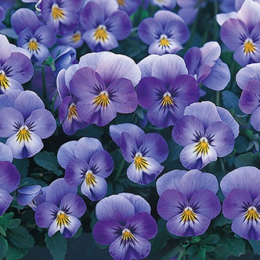 Виола рогатая (Viola cornuta)