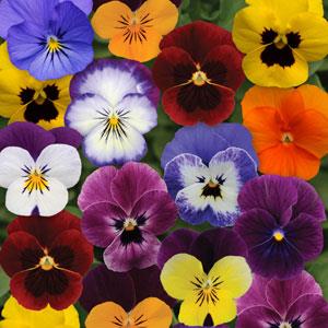Виола рогатая (Viola cornuta)